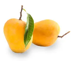 ratnagiri mango