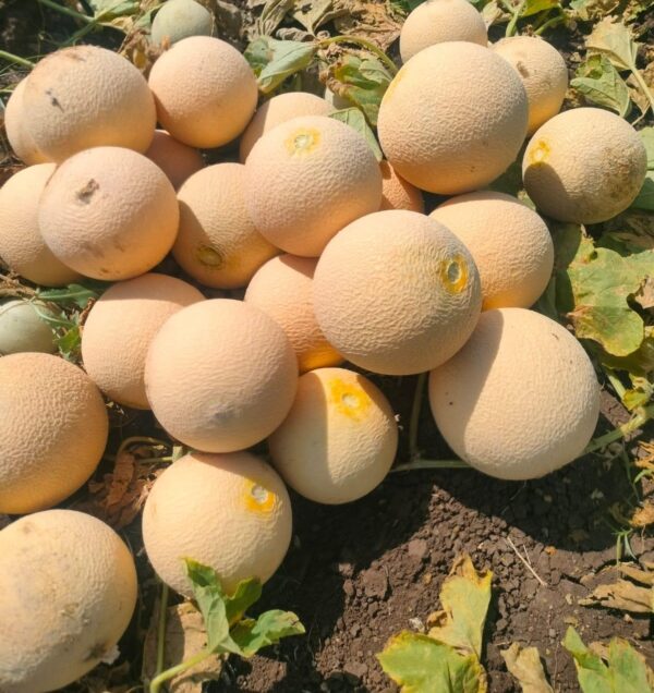 muskmelon